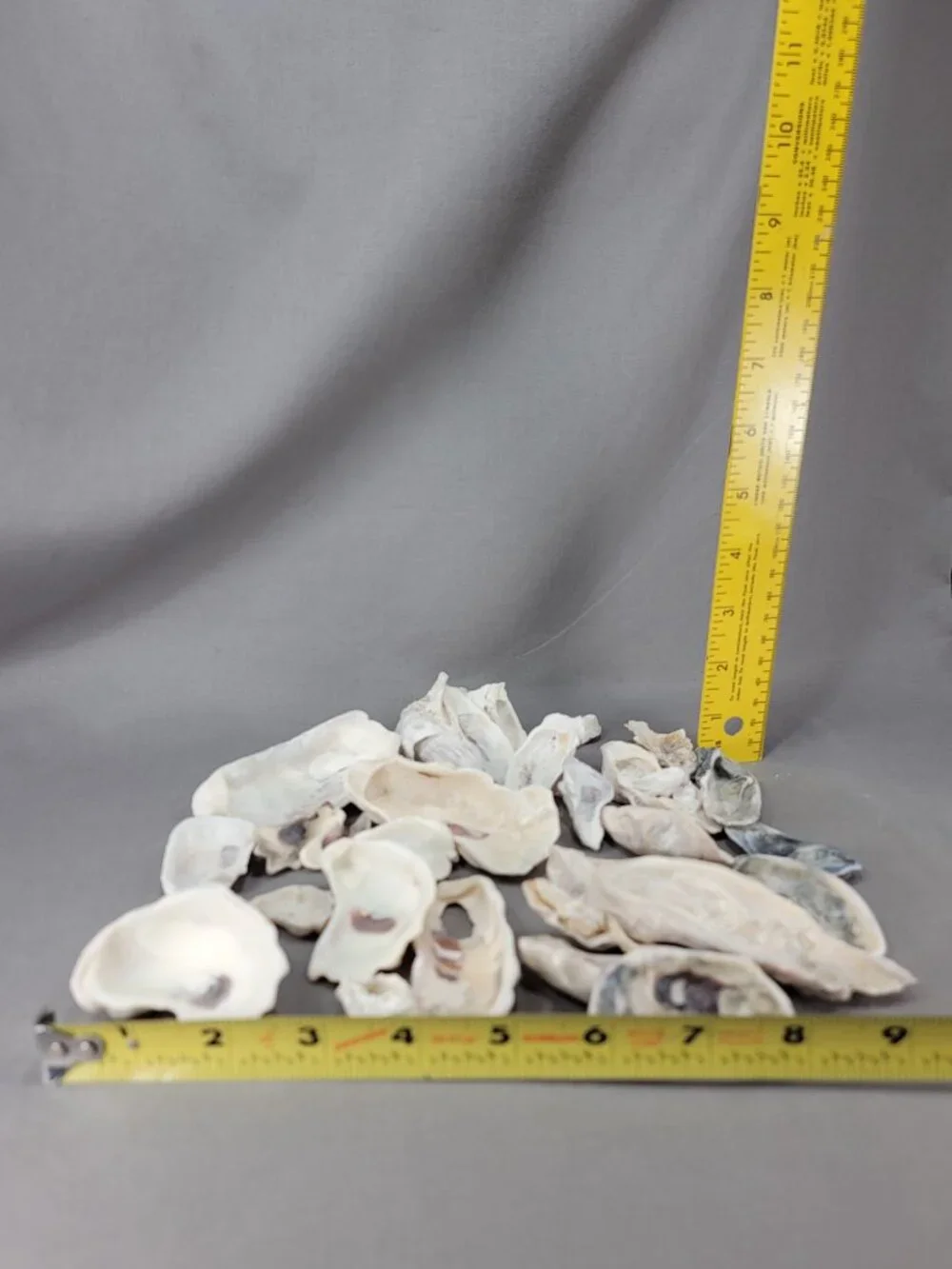 Oyster Shell Seashell Mixed Lot Nautical Beach Ocean Decor Crafts